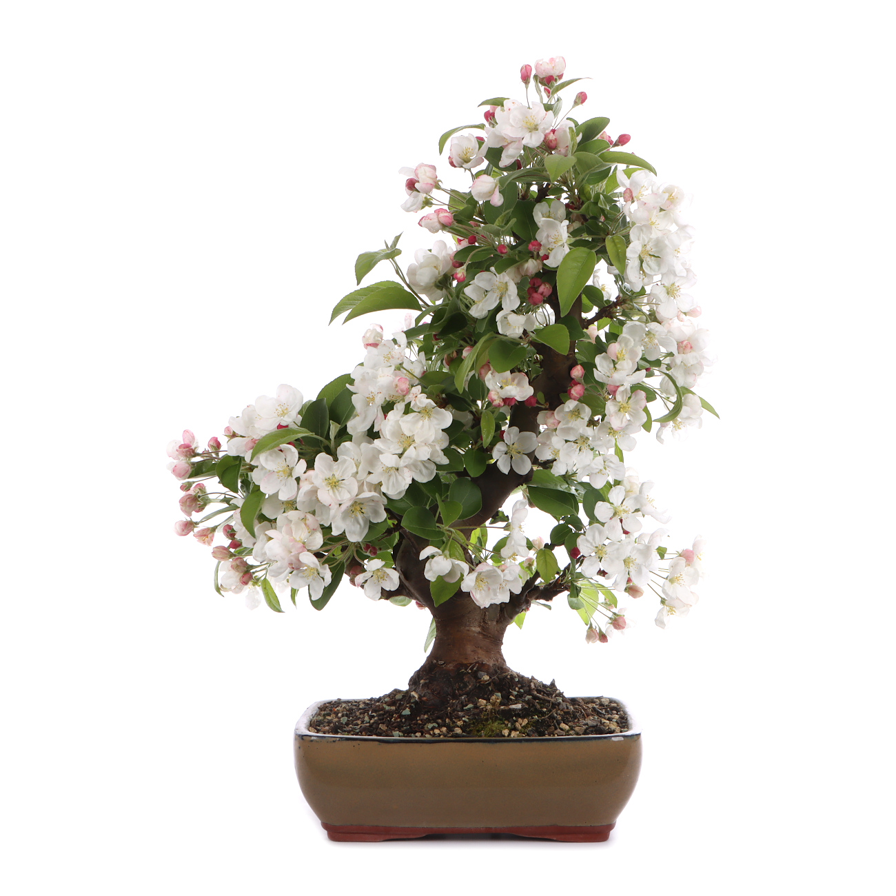 Malus spec.