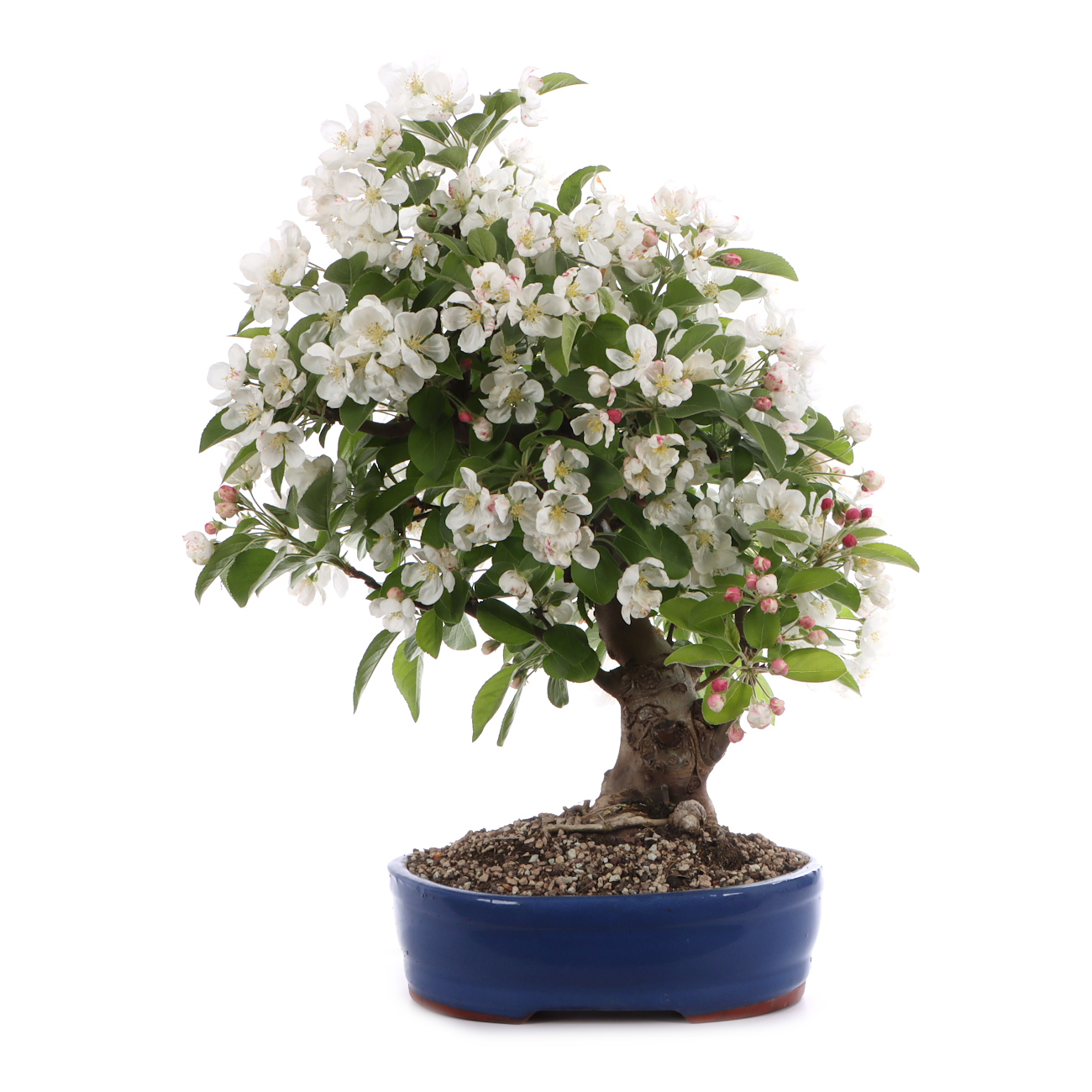 Malus spec.