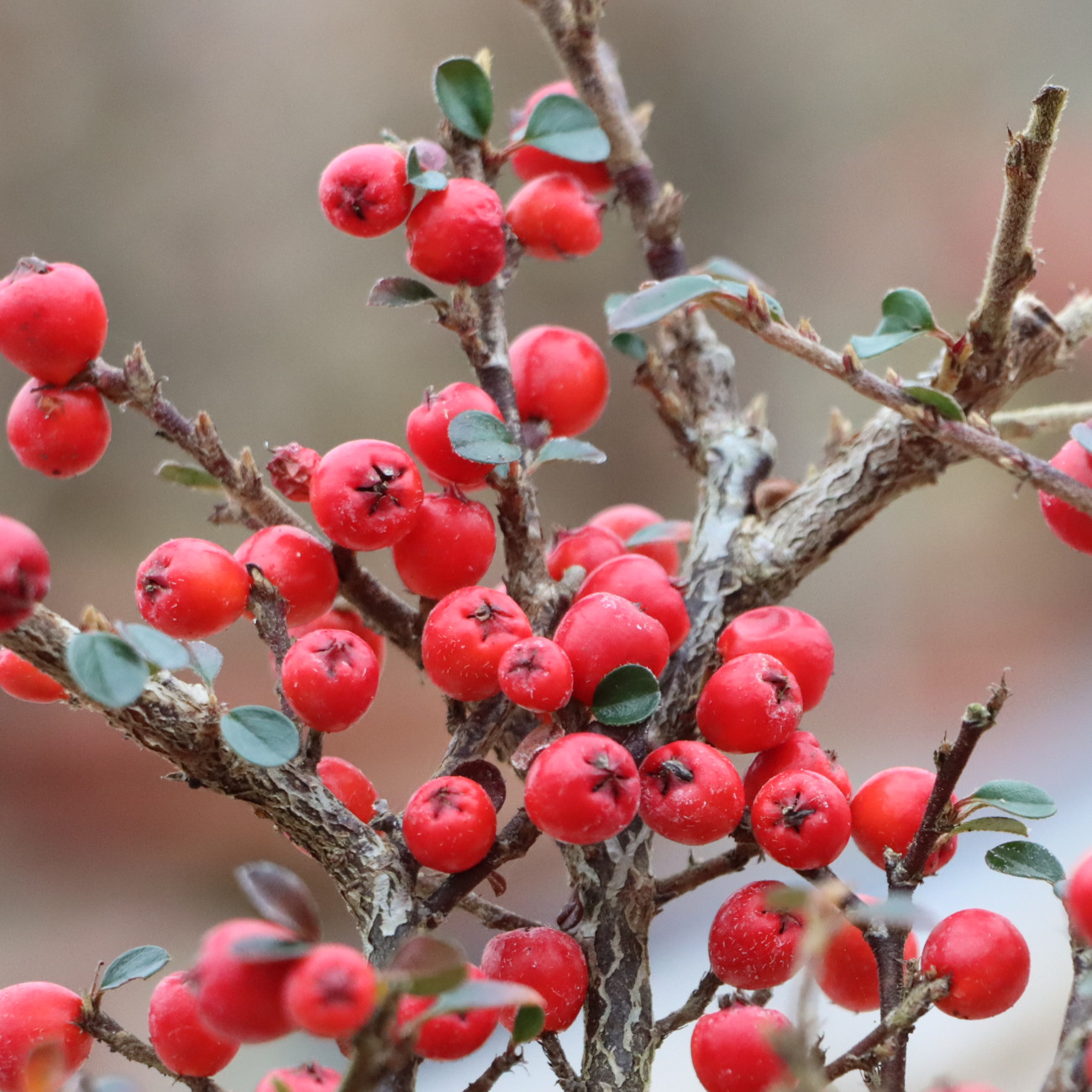 Cotoneaster praecox