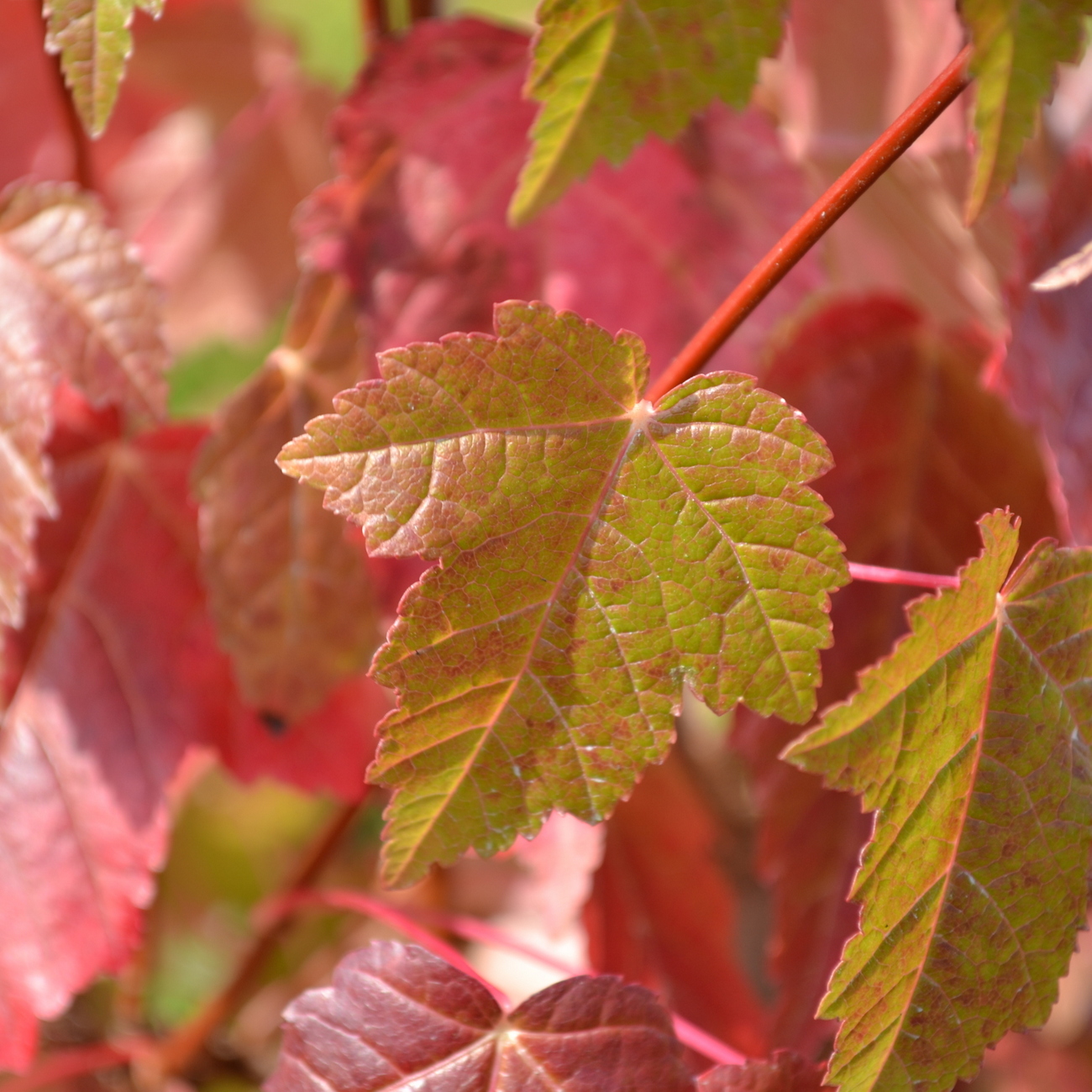 Herbstlaub