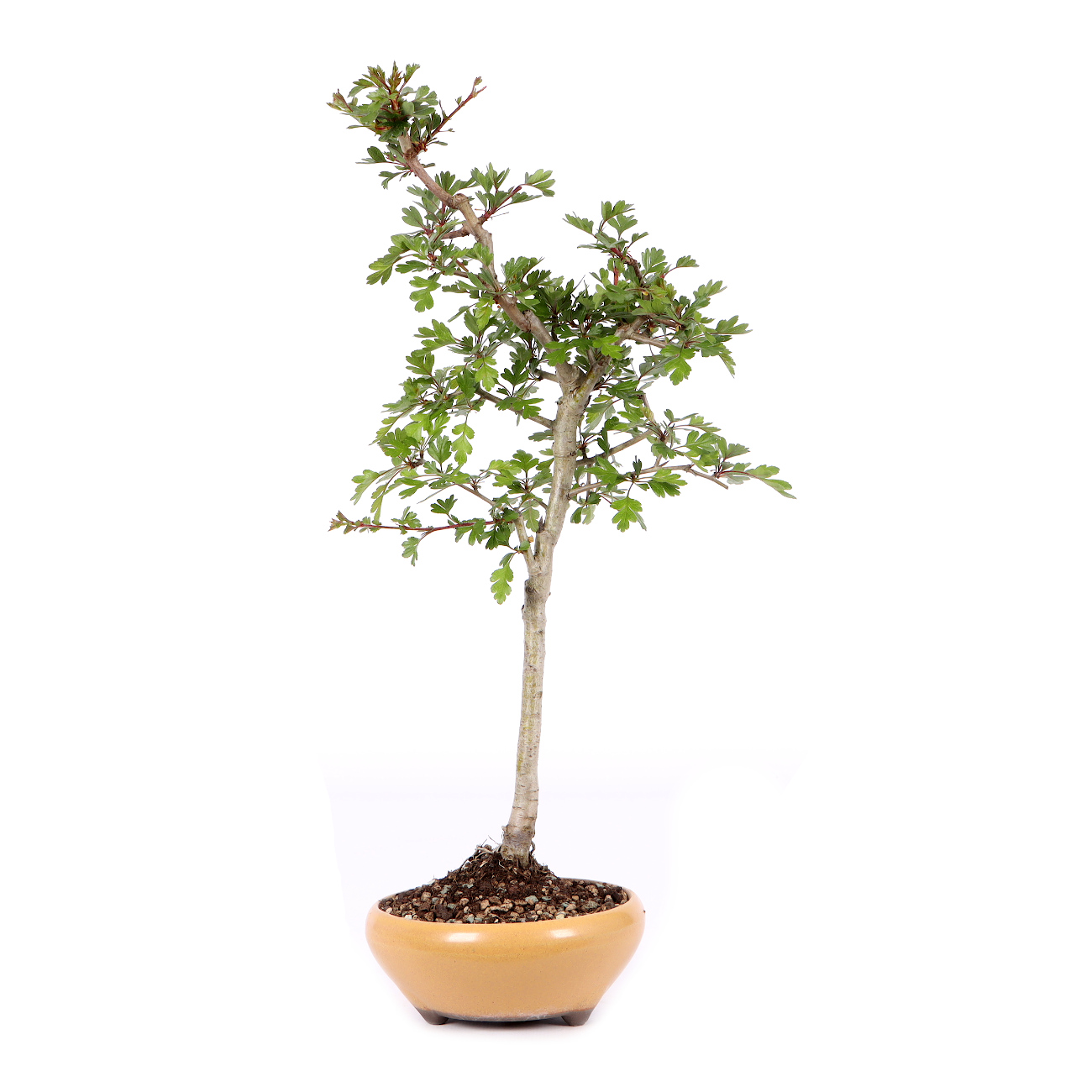 Crataegus monogyna