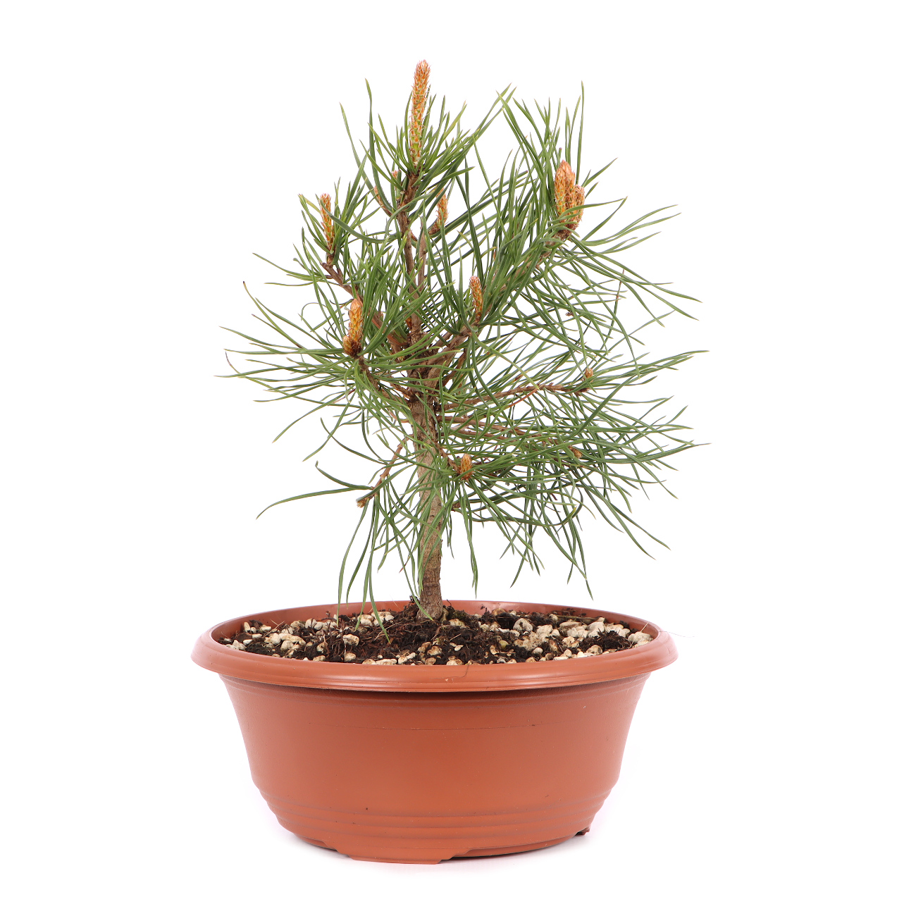 Pinus sylvestris