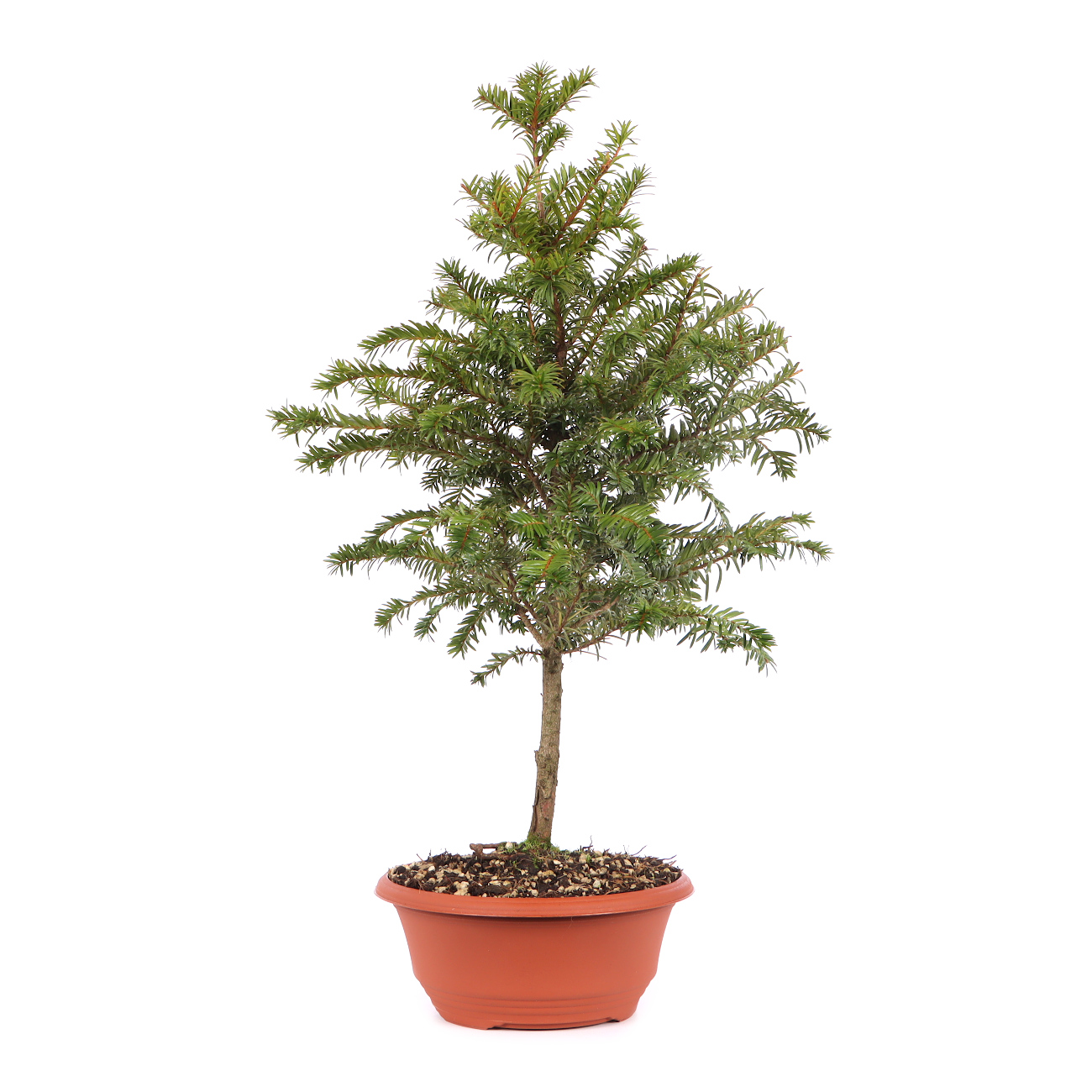 Taxus baccata
