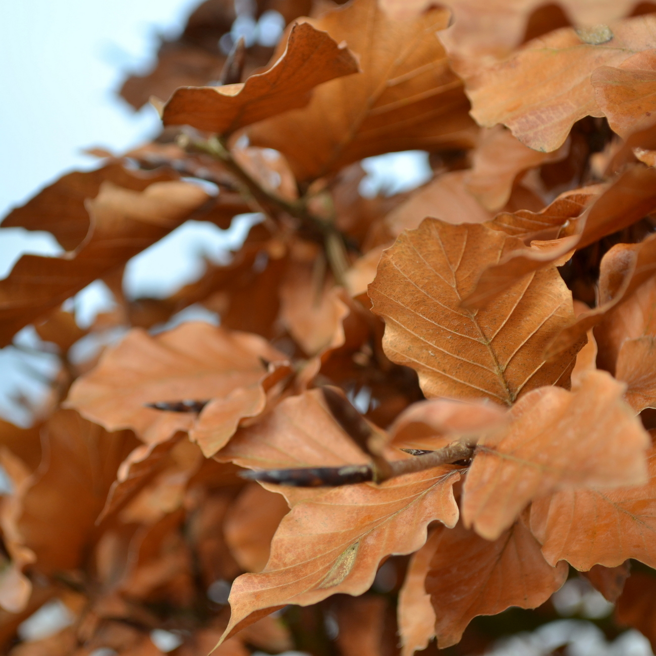 Winterlaub