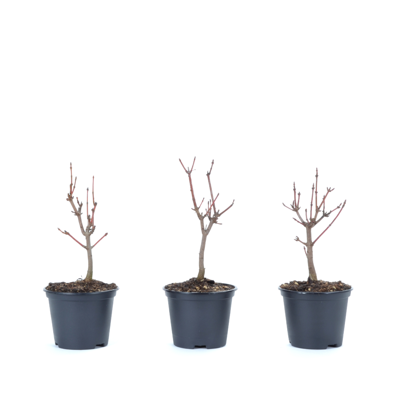 Acer ginnala