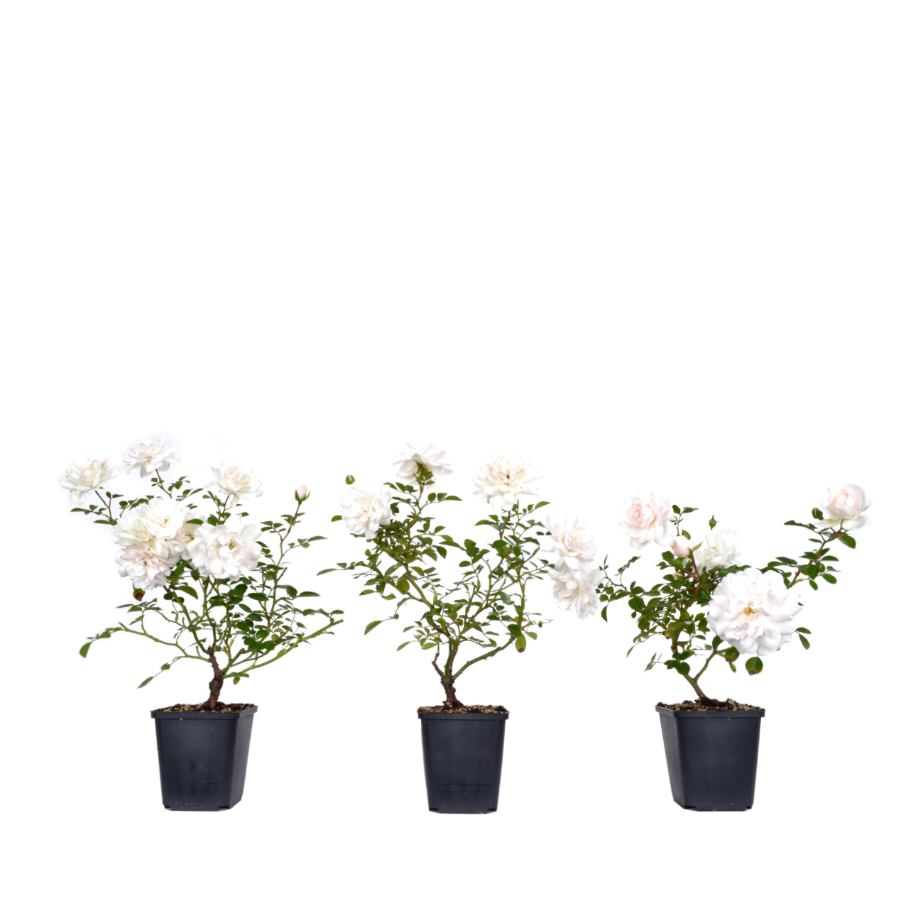 Rosa spec. - weiß