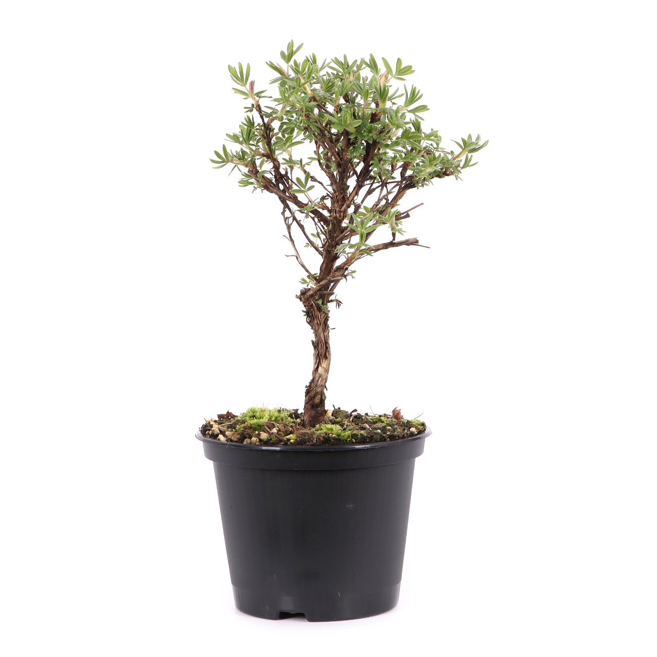 Potentilla fruticosa 'Goldteppich'