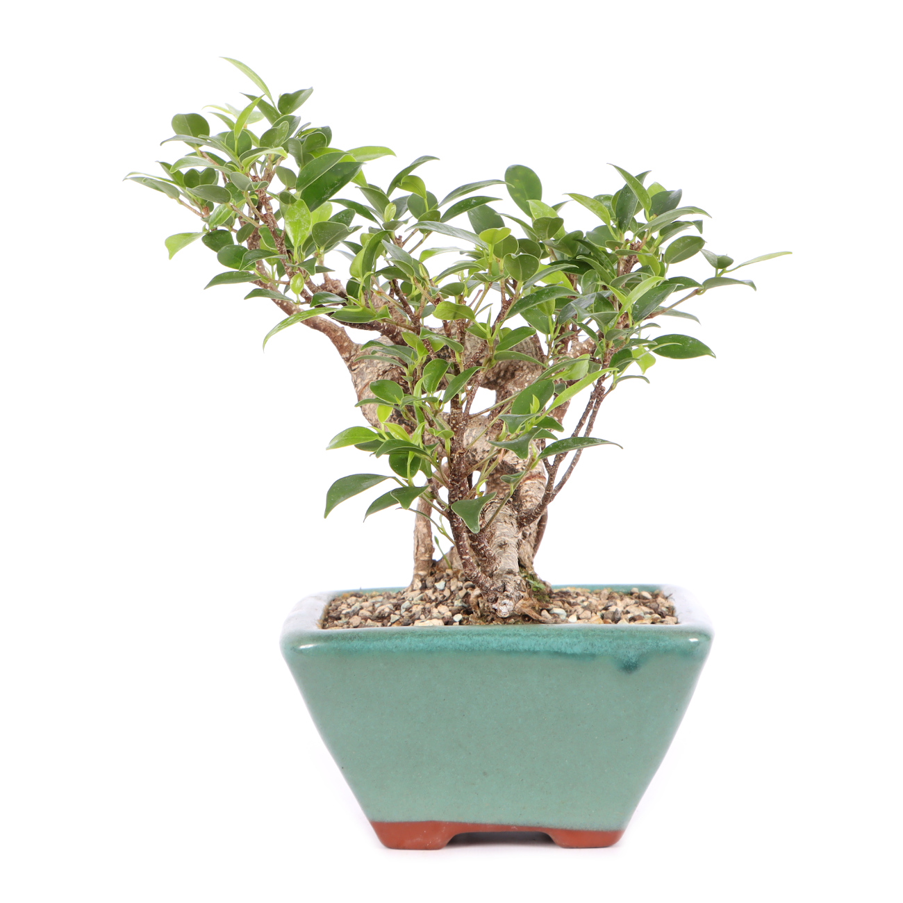 Ficus microcarpa 'Tiger Bark'