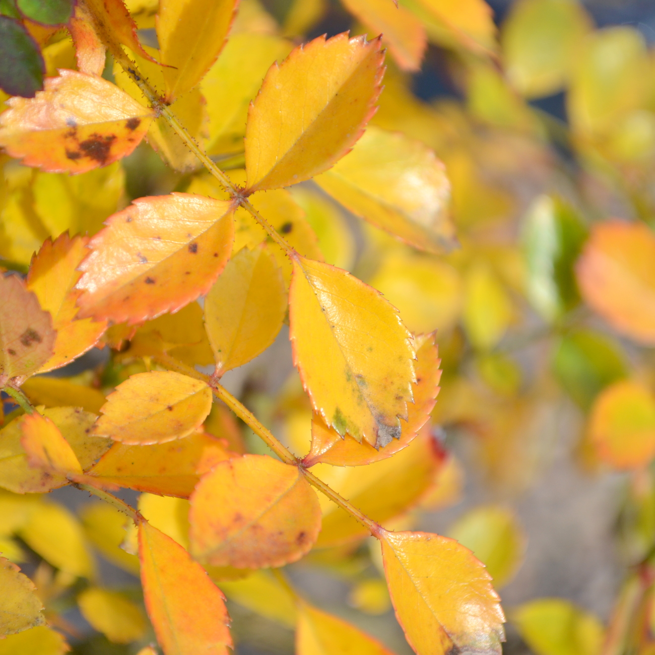 Herbstlaub