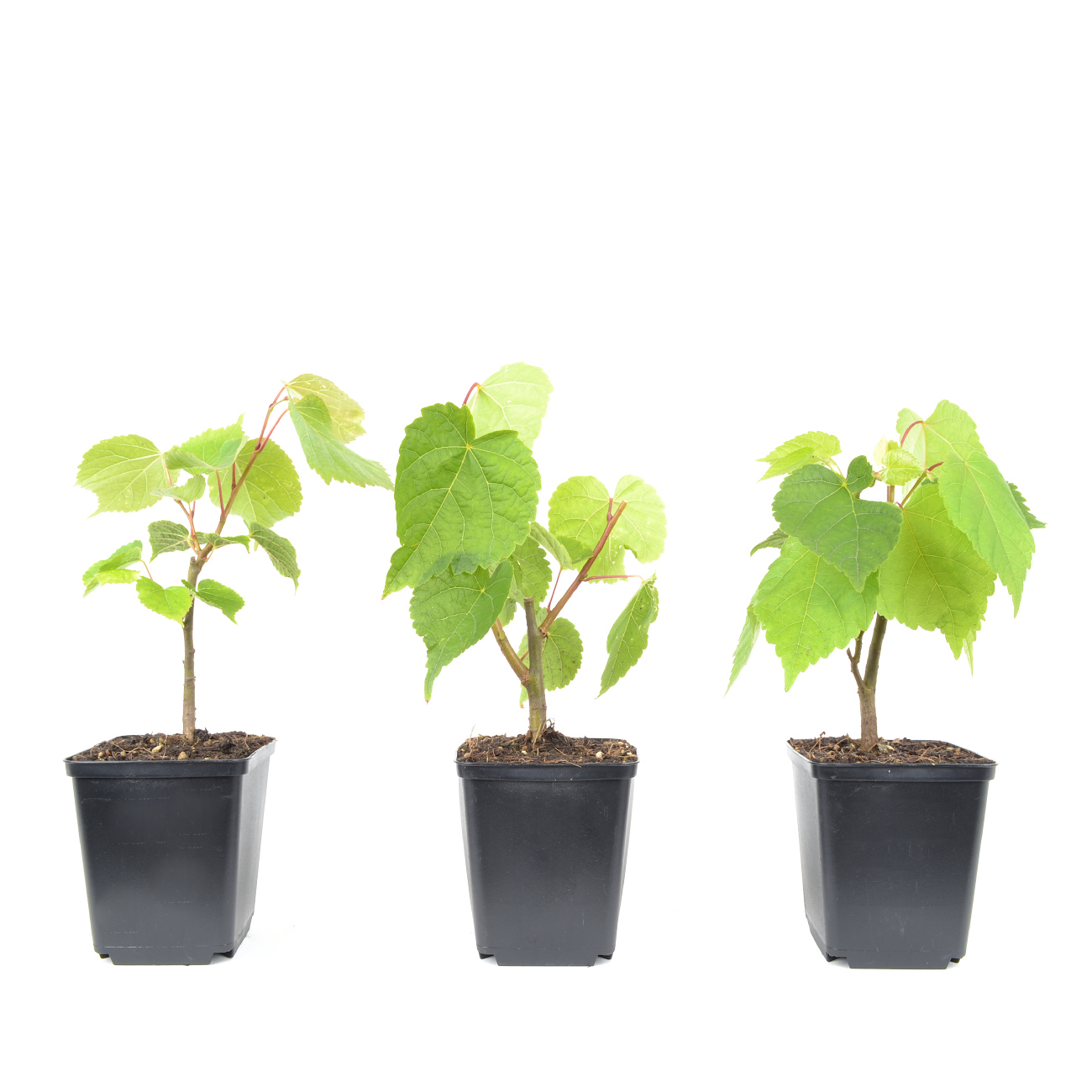 Tilia cordata