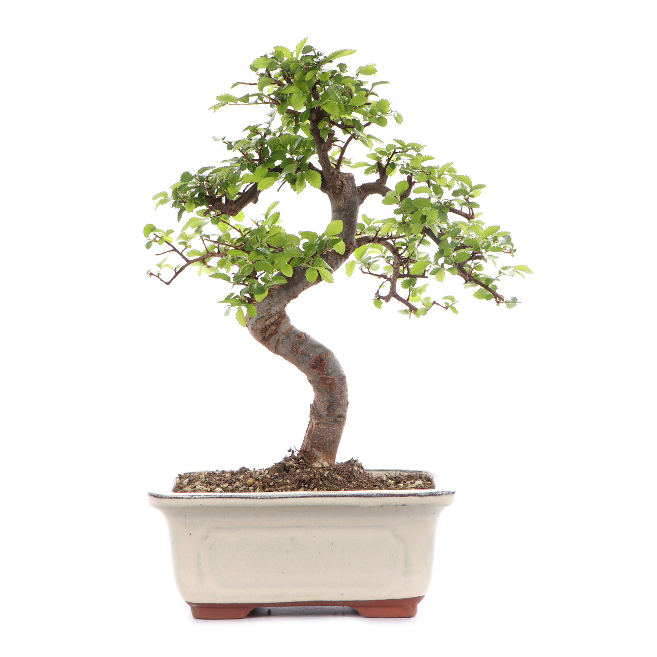 Ulmus parvifolia