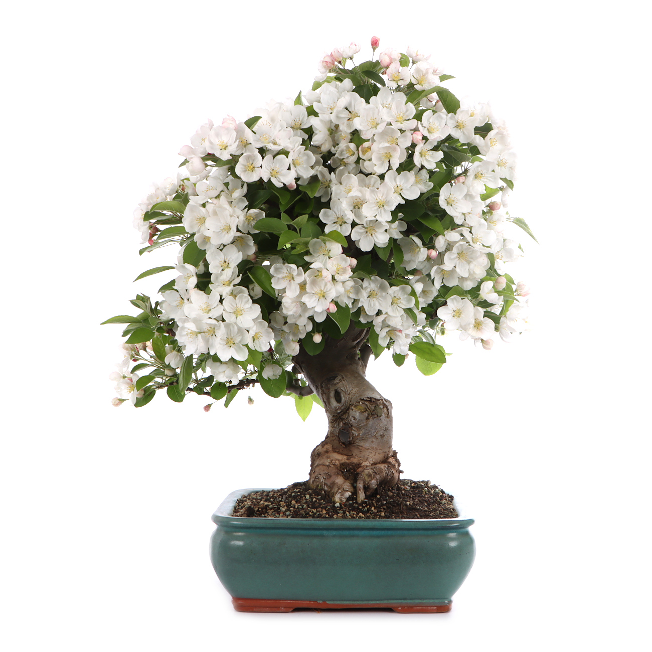 Malus spec.