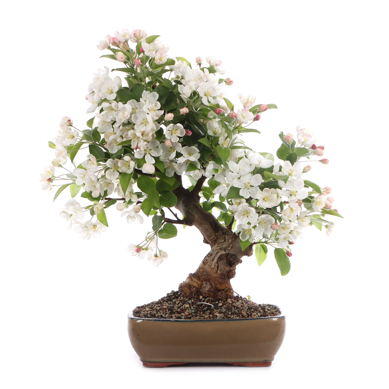 Malus spec.