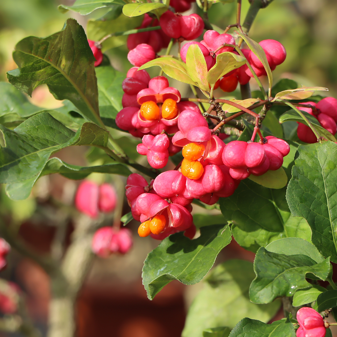 Euonymus europaeus