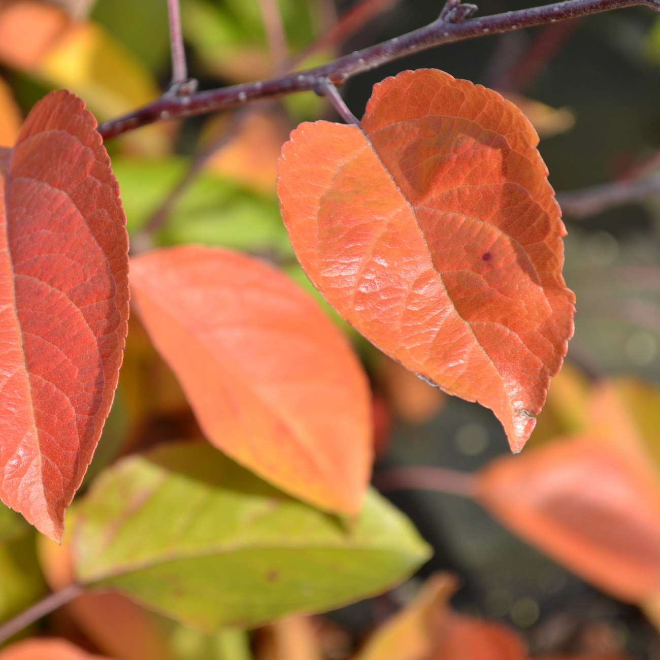 Herbstlaub