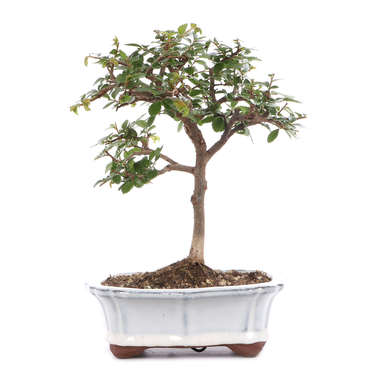 Ulmus parvifolia