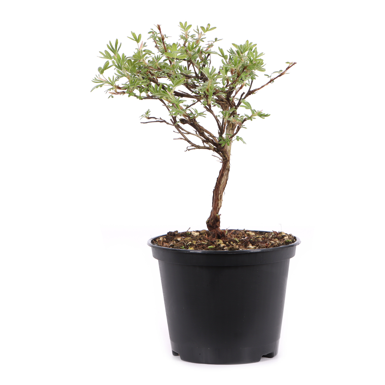 Potentilla fruticosa 'Goldteppich'