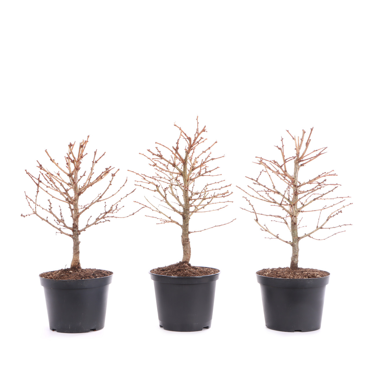 Larix kaempferi