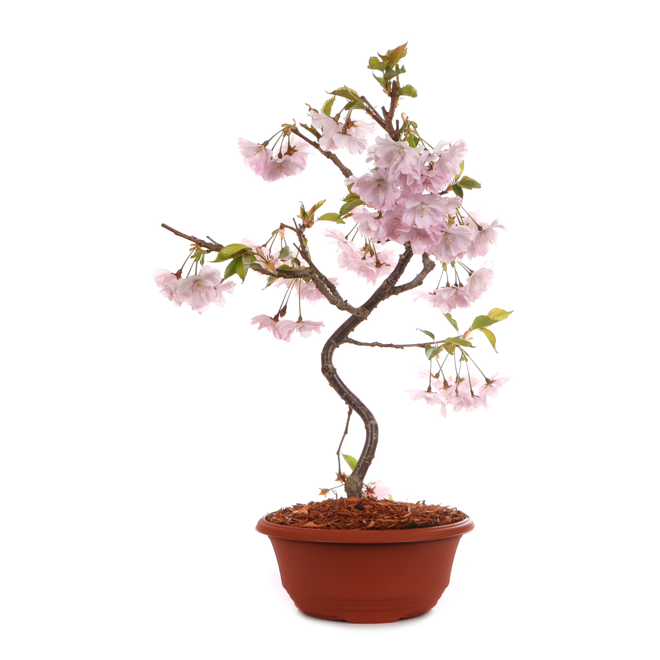 Prunus 'Accolade'