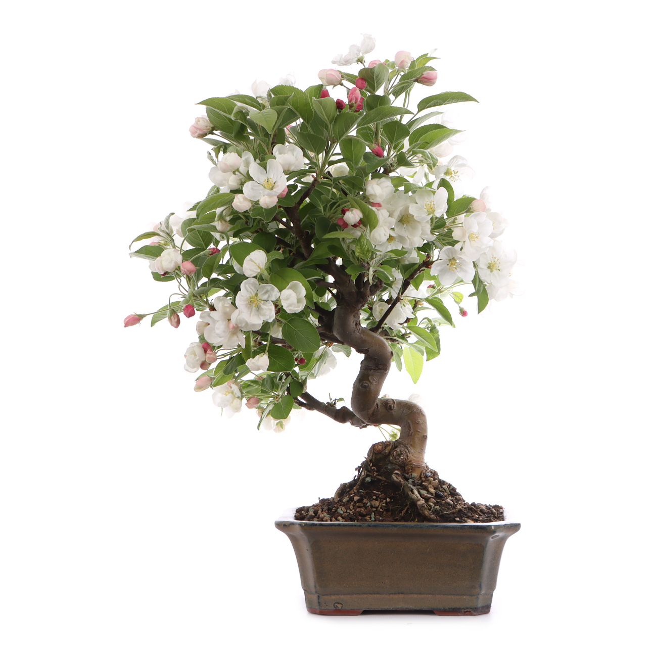 Malus spec.