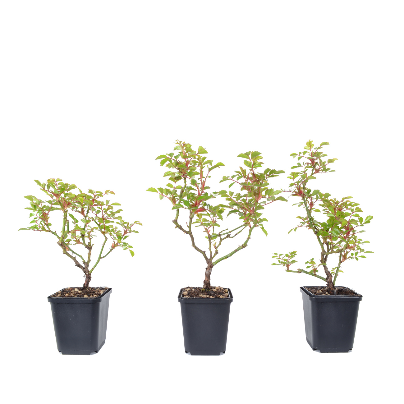 Rosa spec. - weiß