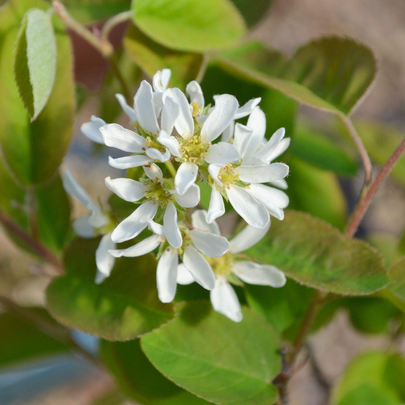 Blüte