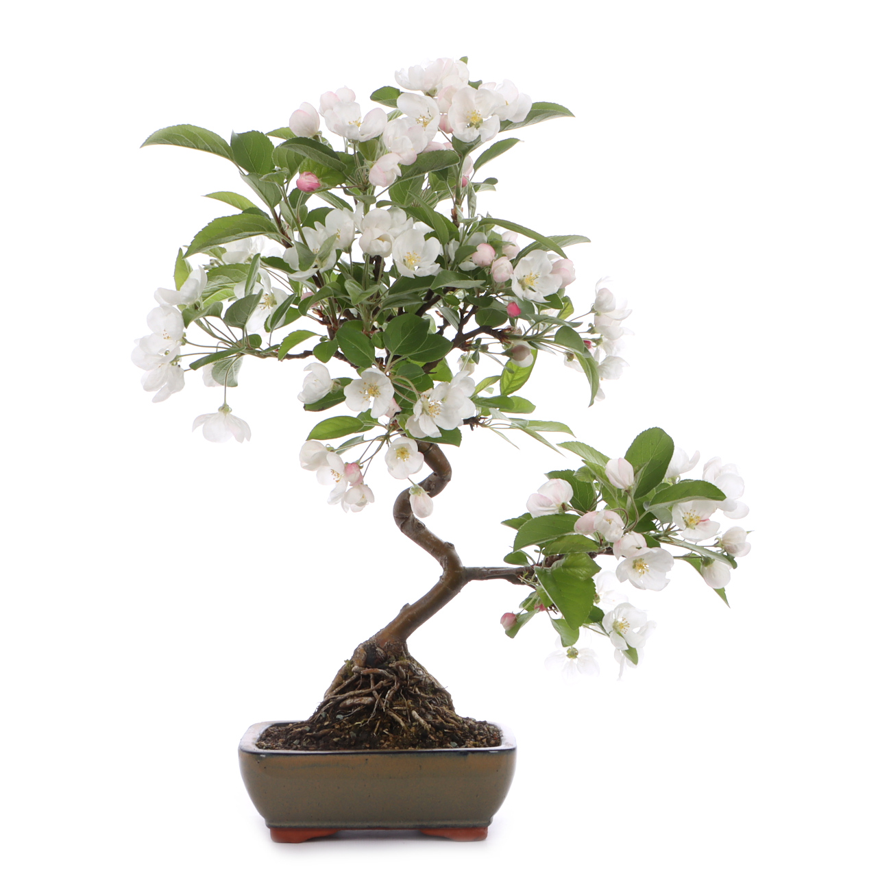 Malus spec.