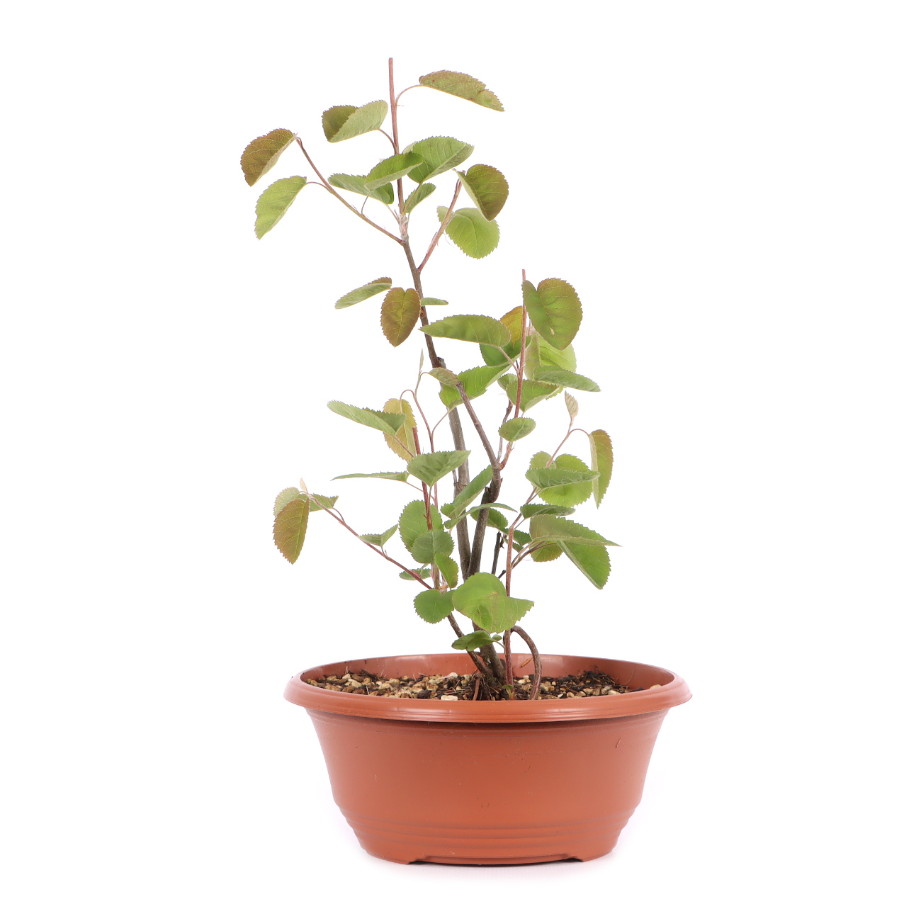 Amelanchier ovalis