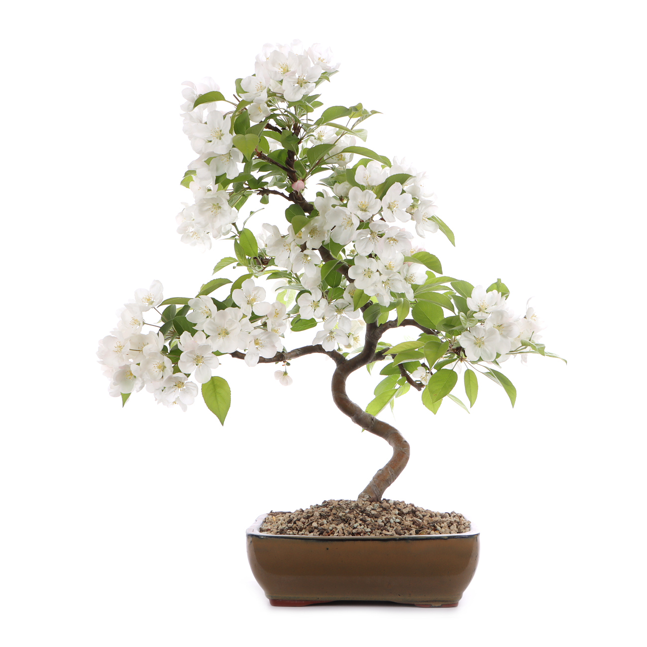 Malus spec.