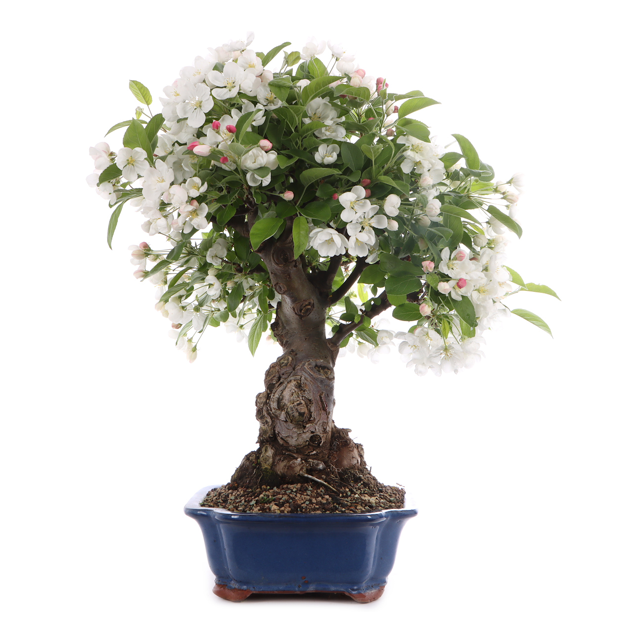Malus spec.