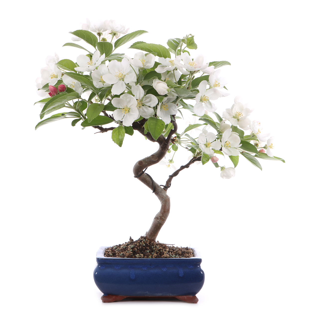 Malus spec.