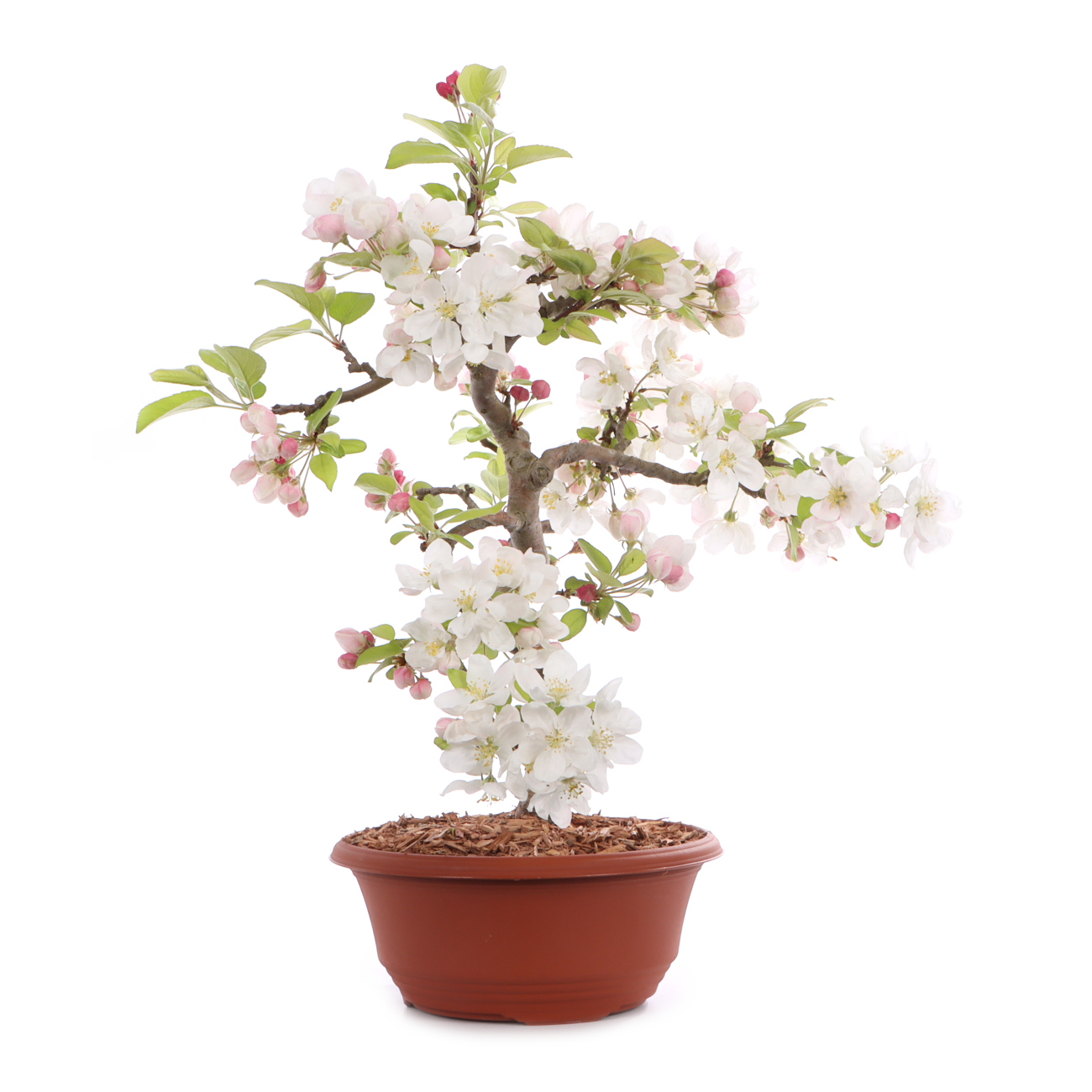 Malus spec.