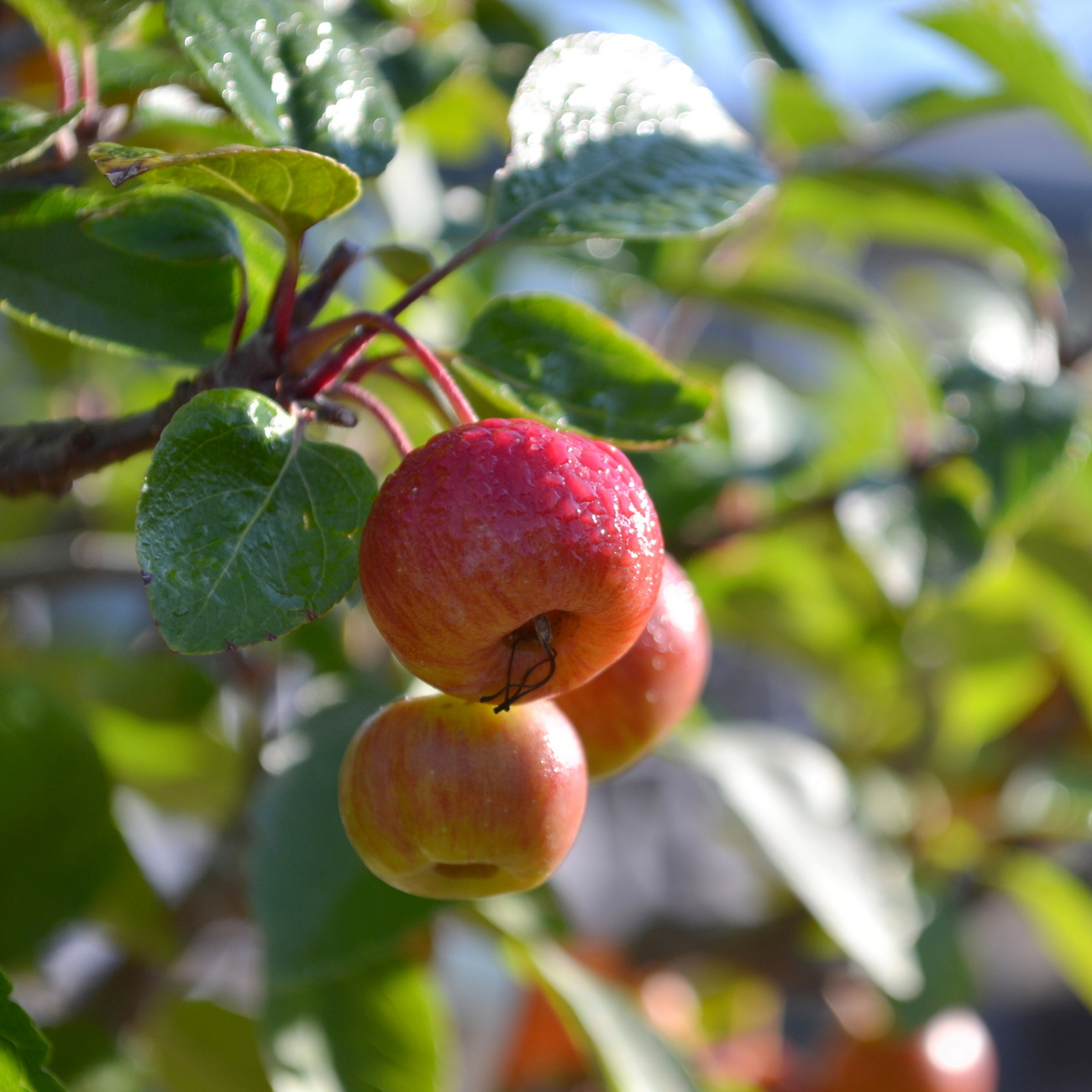Frucht