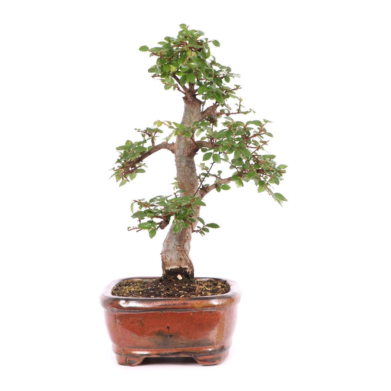 Ulmus parvifolia