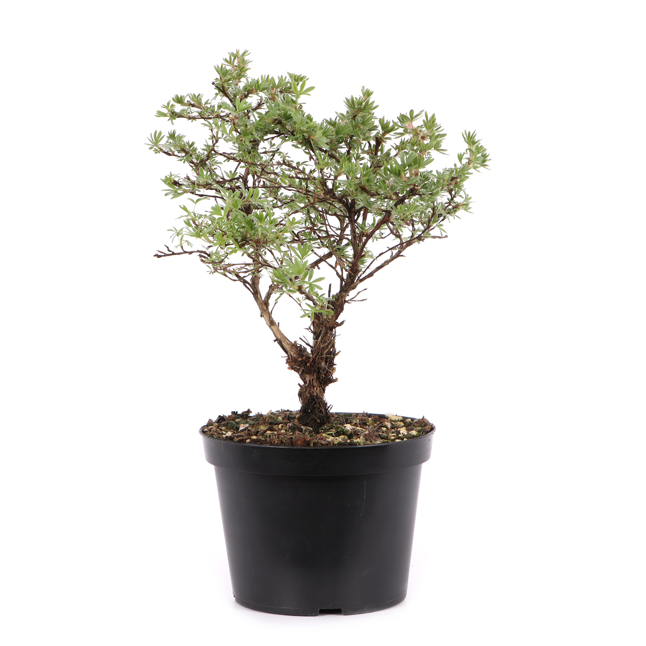 Potentilla fruticosa 'Kobold'