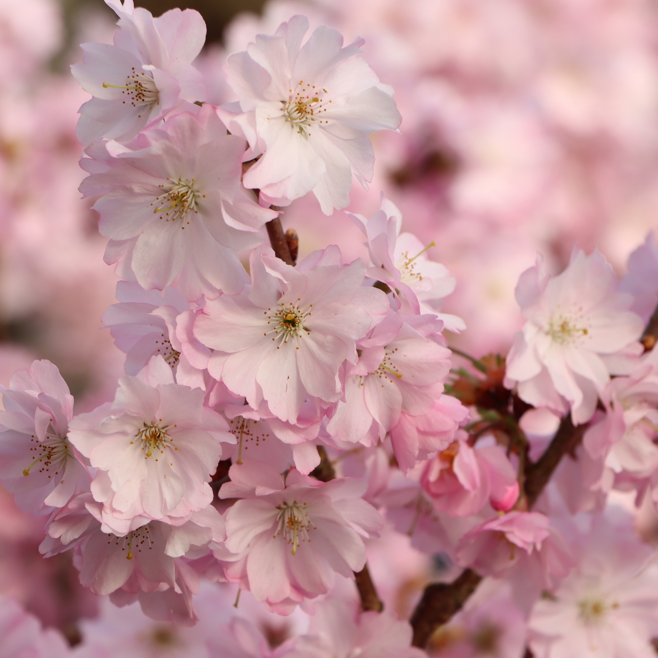 Blüte