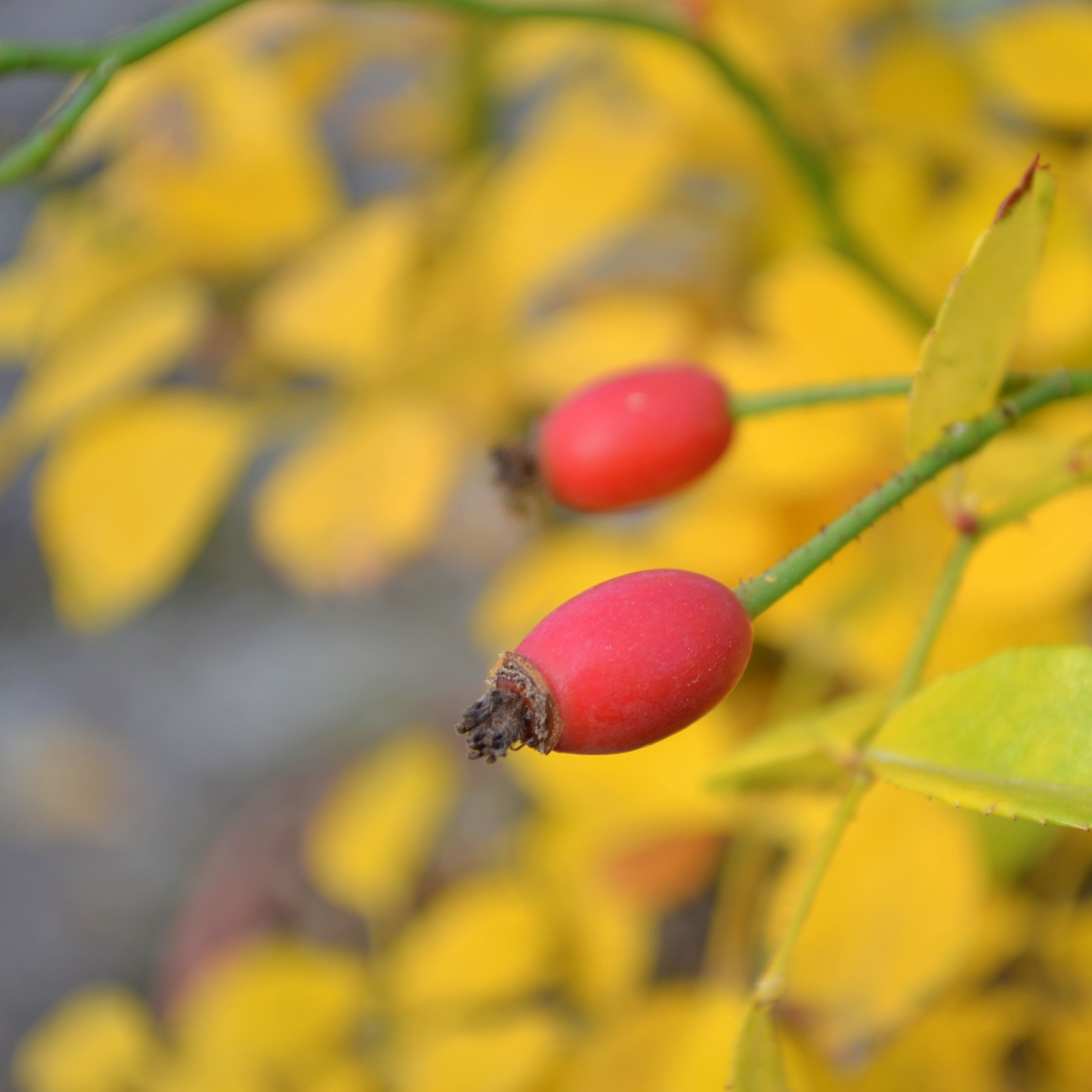 Frucht