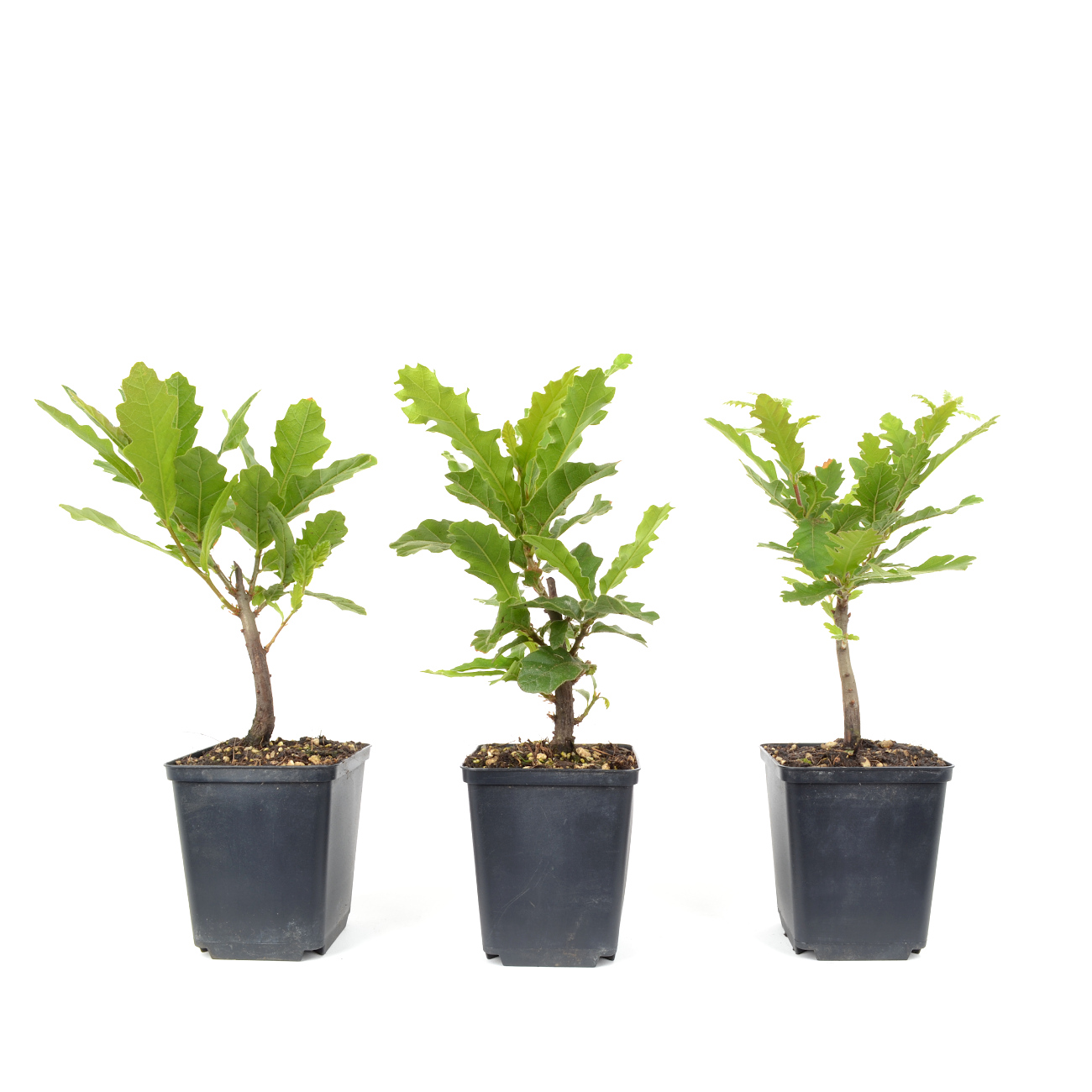 Quercus cerris