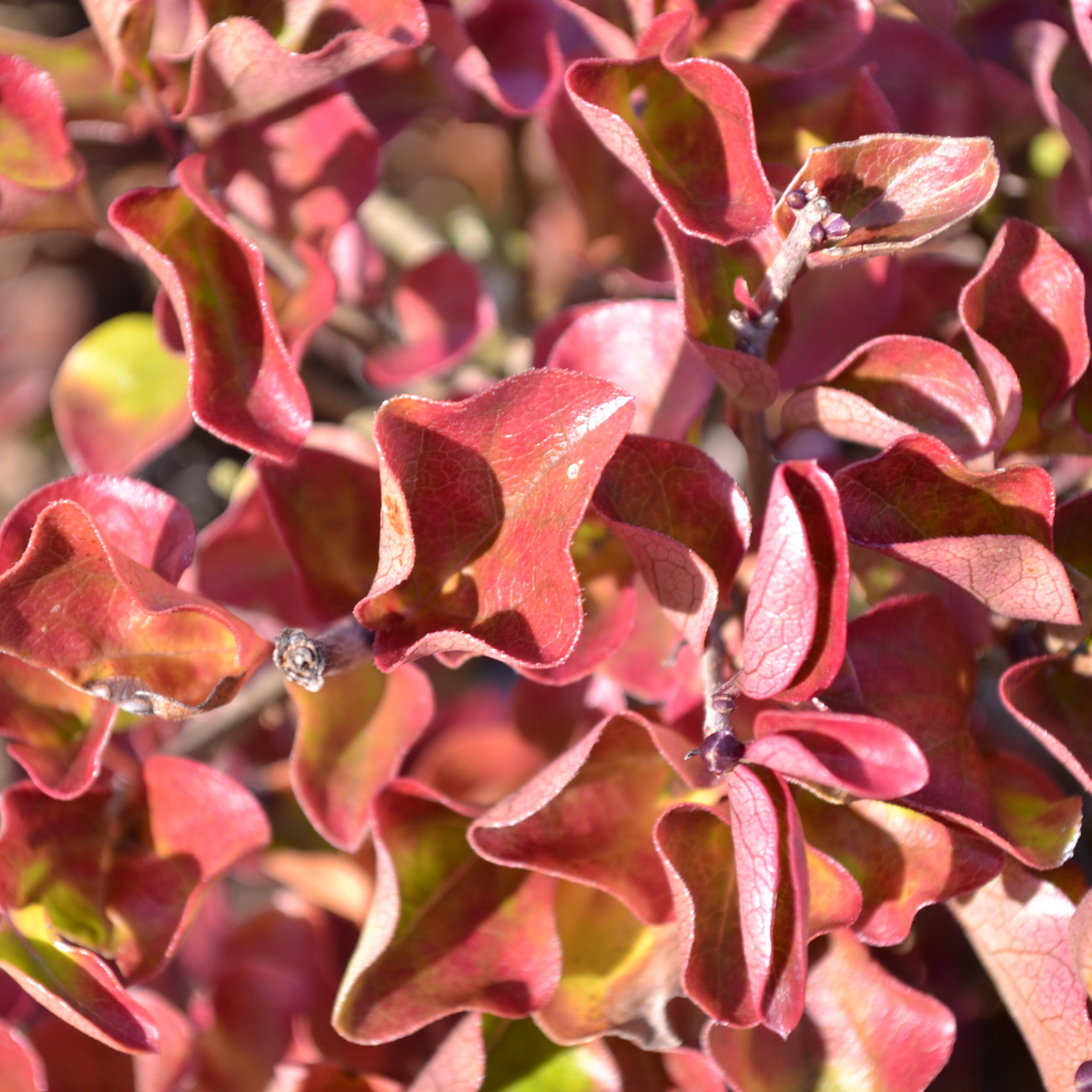 Herbstlaub