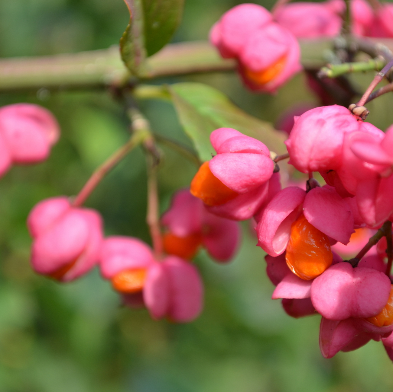 Frucht