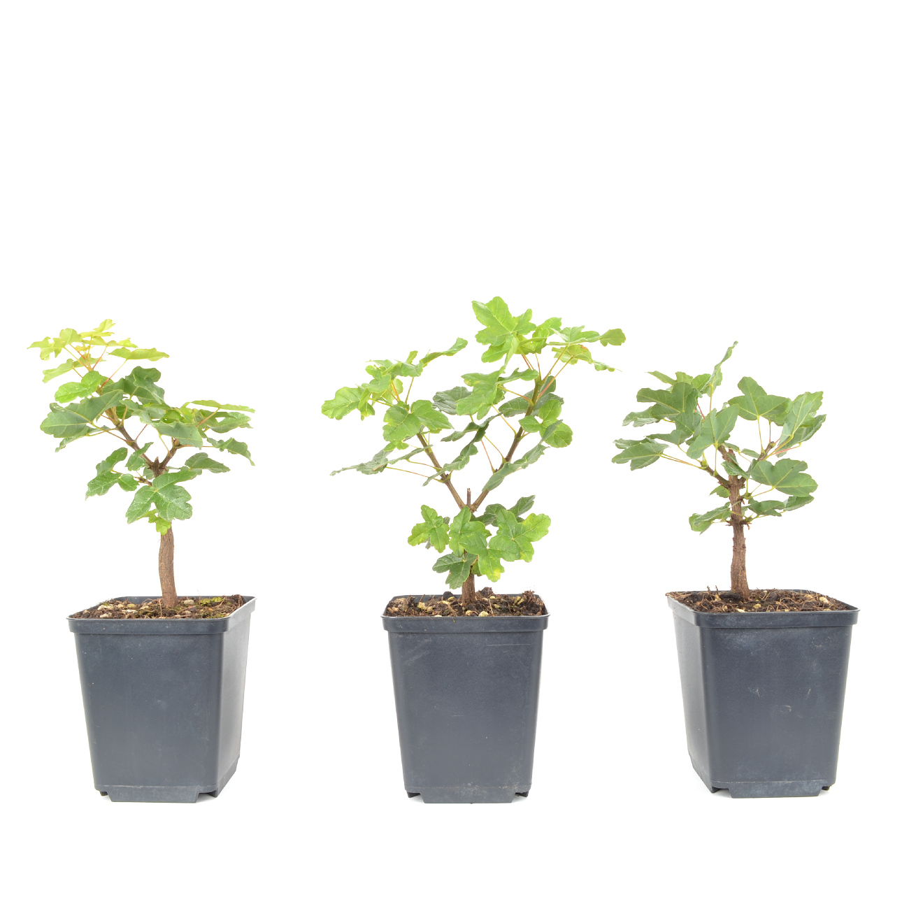 Acer monspessulanum