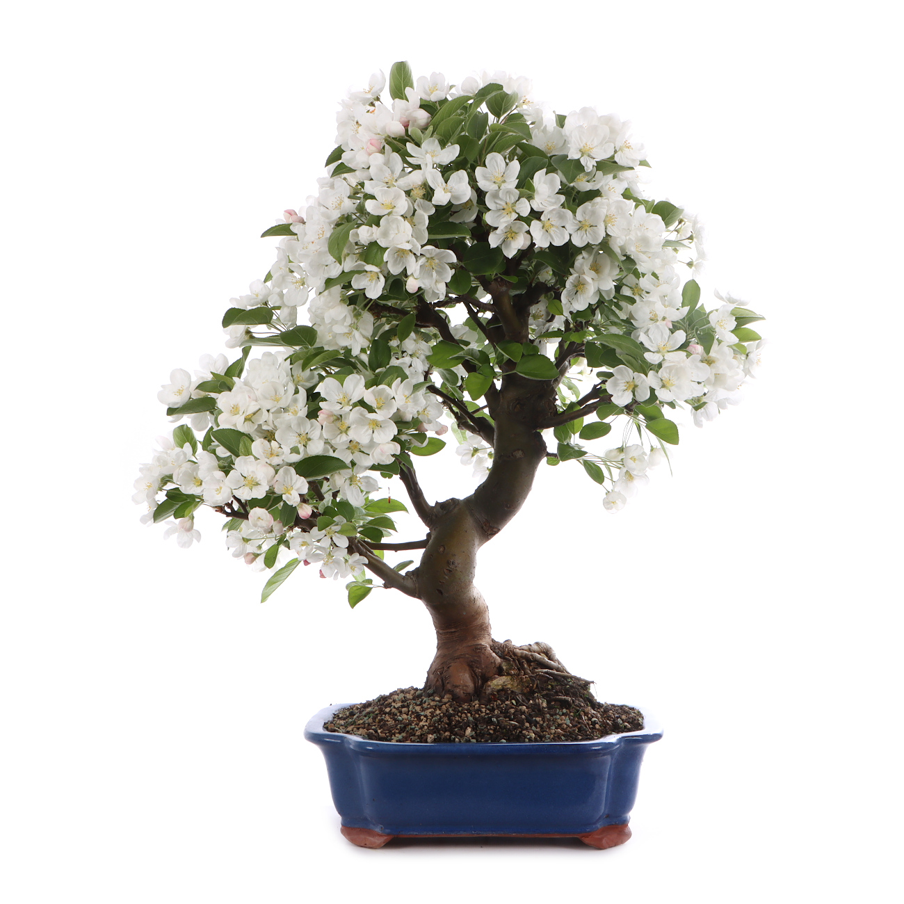 Malus spec.