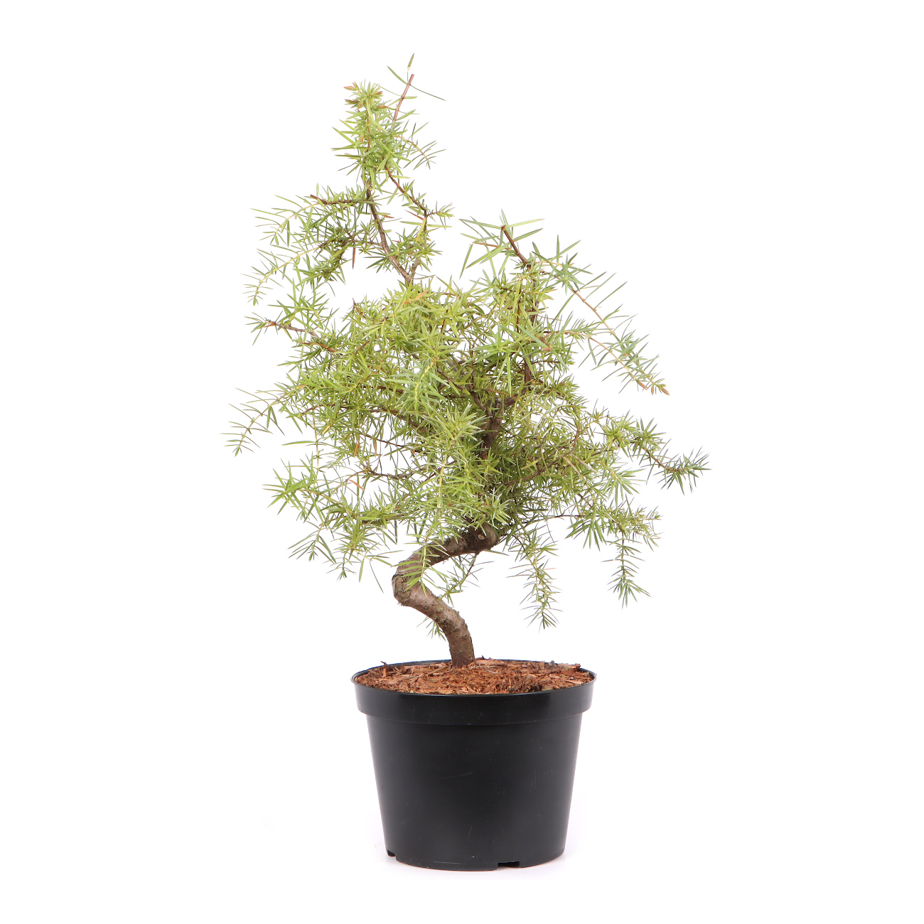 Juniperus communis
