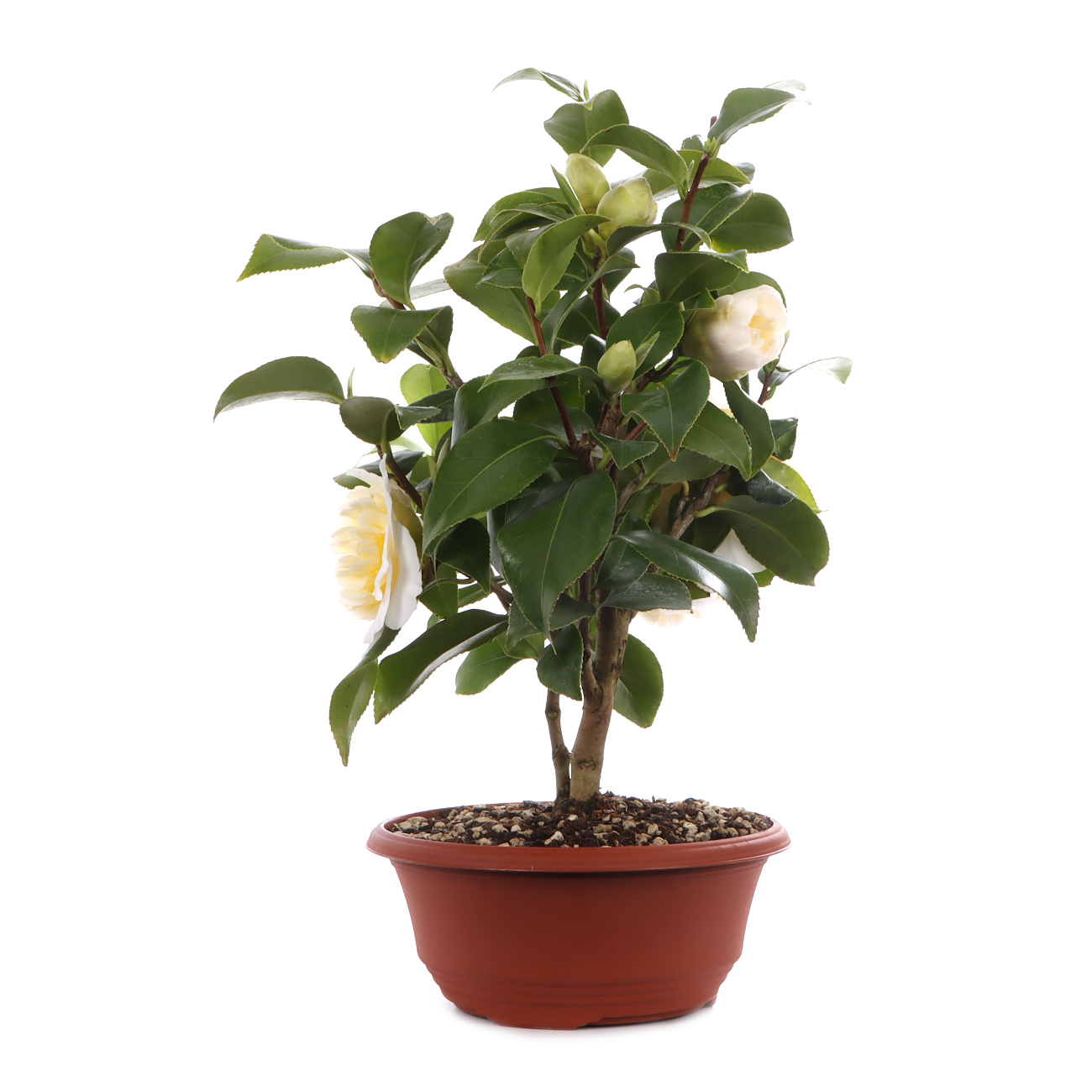 Camellia japonica 'Nobilissima'