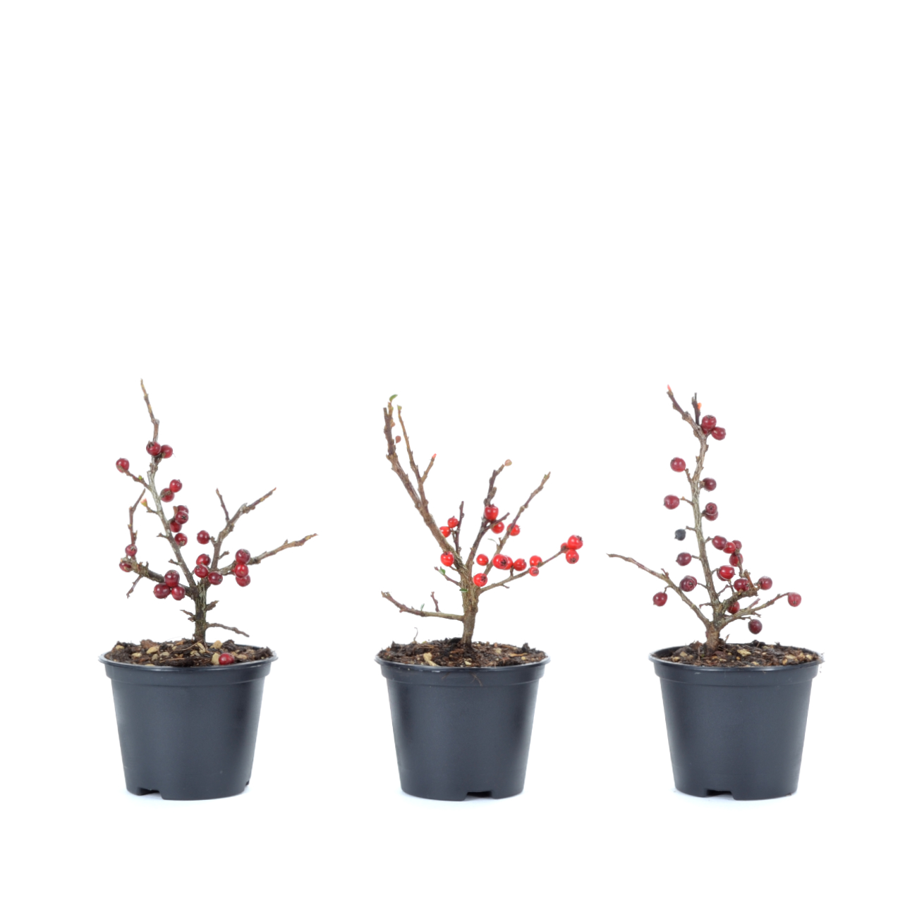 Cotoneaster praecox