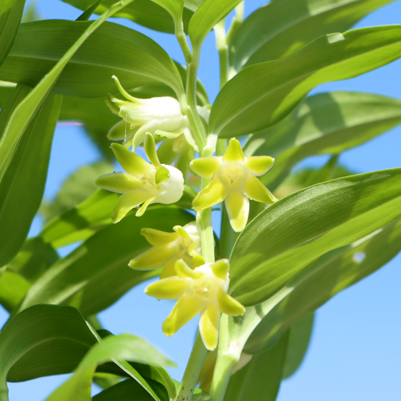 Blüte