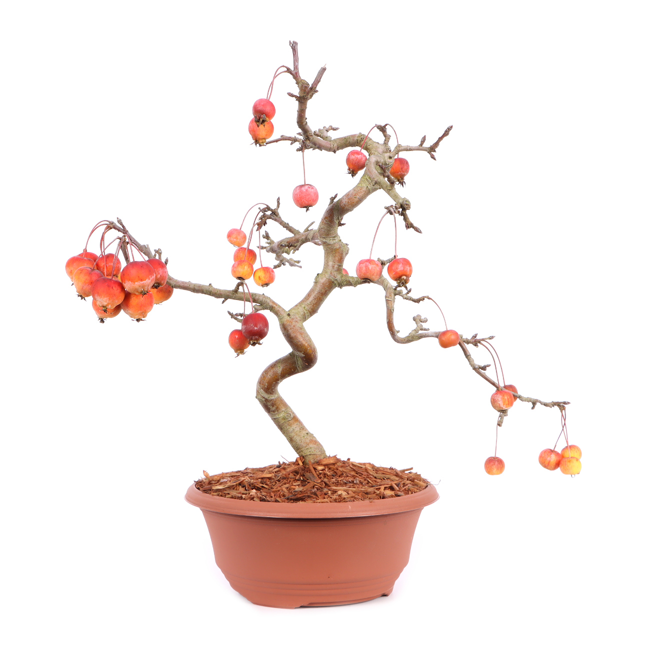 Malus spec.