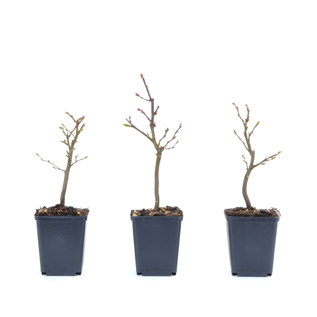 Carpinus betulus