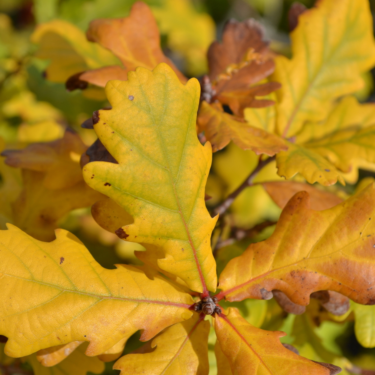 Herbstlaub