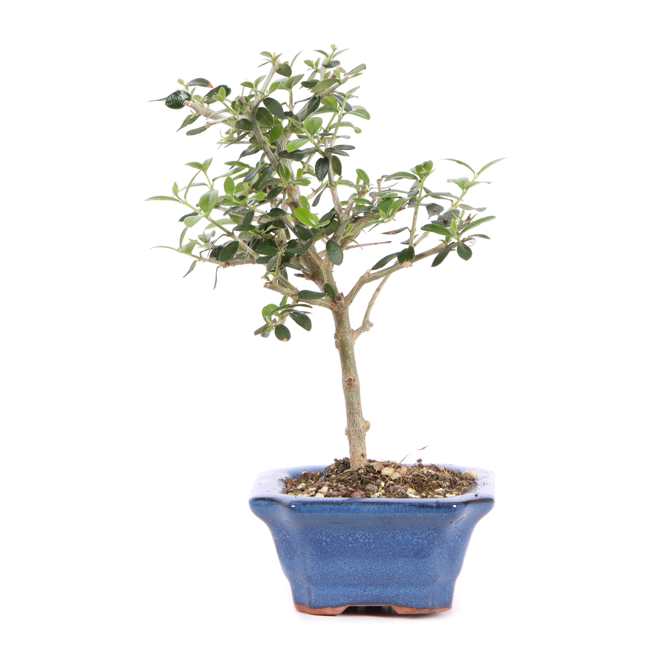 Olea europaea subsp. sylvestris